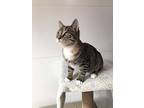 Crayola, Domestic Shorthair For Adoption In Stratford, Ontario