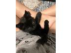 Lydia (24-246 C), Domestic Longhair For Adoption In Saint Johns, Michigan