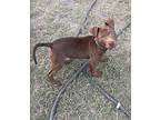 Giles, Labrador Retriever For Adoption In Rockville, Maryland