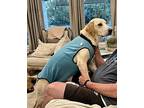 Mabel, Labrador Retriever For Adoption In Lake Placid, New York
