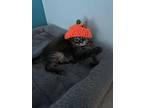 Meet Tuckpurr (tucker), Domestic Longhair For Adoption In Chesapeake Beach