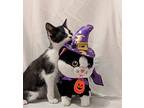 Binx, Domestic Shorthair For Adoption In Chesapeake Beach, Maryland