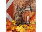 Sarah, Domestic Shorthair For Adoption In Chesapeake Beach, Maryland