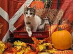 Thackery, Domestic Shorthair For Adoption In Chesapeake Beach, Maryland