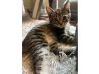 Registration, Domestic Shorthair For Adoption In Chesapeake Beach, Maryland