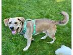 Scooby, Labrador Retriever For Adoption In Gig Harbor, Washington