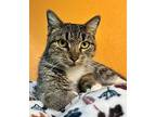 Krunkette, Domestic Shorthair For Adoption In Fresno, California