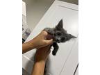 Fredrick, Domestic Mediumhair For Adoption In Oakdale, California