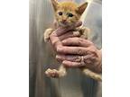 Rusty, Domestic Shorthair For Adoption In Oakdale, California