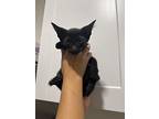 Kenny, Domestic Shorthair For Adoption In Oakdale, California