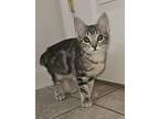 Rubia, Domestic Shorthair For Adoption In Oakdale, California