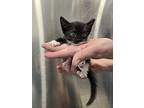 Texas, Domestic Shorthair For Adoption In Oakdale, California