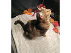 Gabby, Domestic Shorthair For Adoption In Sykesville, Maryland