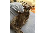 Baby Poe, American Shorthair For Adoption In Warren, Connecticut