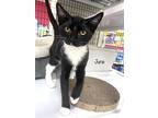 June, Domestic Shorthair For Adoption In St Cloud, Florida
