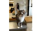Cedrick, Domestic Shorthair For Adoption In Bemidji, Minnesota