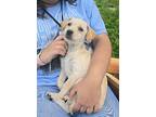 Benji, Border Terrier For Adoption In Hawthorne, California