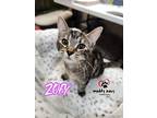 Zoey (courtesy Post), Domestic Shorthair For Adoption In Council Bluffs, Iowa