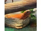 Groot, Lizard For Adoption In Comox, British Columbia