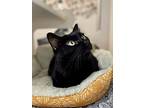 Logan, Domestic Shorthair For Adoption In Topeka, Kansas