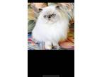 Norma Jean, Persian For Adoption In Van Nuys, California