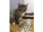 Simone, Domestic Shorthair For Adoption In West Palm Beach, Florida