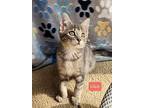 Lillah, Domestic Mediumhair For Adoption In Miami, Oklahoma