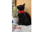 Catsby, Domestic Shorthair For Adoption In Miami, Oklahoma