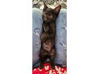 M.j., Domestic Shorthair For Adoption In Miami, Oklahoma