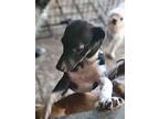 Royse, Dachshund For Adoption In Kaufman, Texas