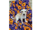 Retro, Dachshund For Adoption In Kaufman, Texas