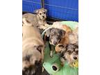 Reece, Dachshund For Adoption In Kaufman, Texas
