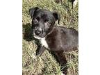 Socks, Border Terrier For Adoption In Cordova, Tennessee