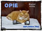 Opie, Domestic Mediumhair For Adoption In Pensacola, Florida