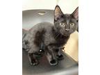 Monroe, Domestic Shorthair For Adoption In Kingston, New York