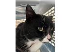 Tonka, Domestic Shorthair For Adoption In Salt Spring Island, British Columbia