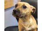 Benzi, Rat Terrier For Adoption In Sudbury, Massachusetts