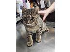Ozmodius, Domestic Shorthair For Adoption In Buford, Georgia