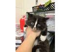 Louise, Domestic Shorthair For Adoption In Fruit Heights, Utah