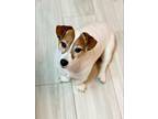 Lily Pearl In Okc, Jack Russell Terrier For Adoption In Seguin, Texas