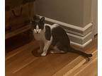 Mama Star (of The Family), Domestic Shorthair For Adoption In Denver, Colorado