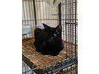 Narancia (of The Family), Domestic Shorthair For Adoption In Denver, Colorado