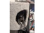 Grayson, Domestic Shorthair For Adoption In Denver, Colorado
