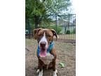 Rex, American Pit Bull Terrier For Adoption In Austin, Texas