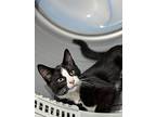 Steven, Domestic Shorthair For Adoption In London, Ontario