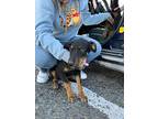 Misty And Betsy, Doberman Pinscher For Adoption In Carlsbad, California