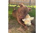 Penny, Staffordshire Bull Terrier For Adoption In Atlanta, Georgia