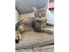 Oliver, Domestic Shorthair For Adoption In Morehead, Kentucky
