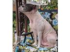 Angus, American Pit Bull Terrier For Adoption In Germantown, Ohio