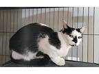 Yazzy, Domestic Shorthair For Adoption In Dickson, Tennessee